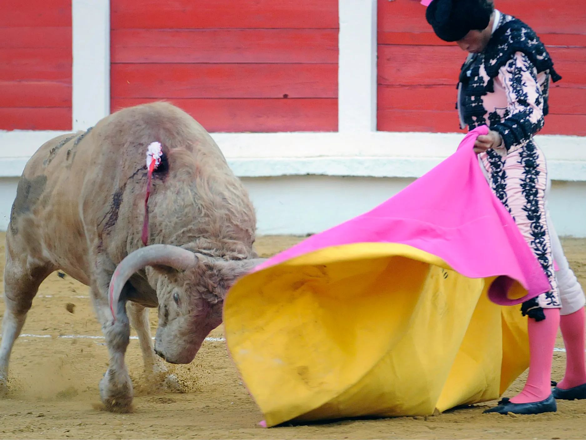 Bik in bikoborec z roza-rumeno plahto